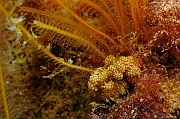 Doto-fragelis-Nemertesia-antennina Belle ile Basse Palais-15m-20160630-Denis-ADER-DSC_8286_tn